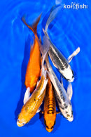 PACK OF (5) 5-6" BUTTERFLY KOI