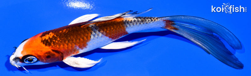 5.75" KUJAKU BUTTERFLY