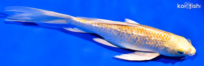 7.75" GINRIN LEMON HARIWAKE BUTTERFLY