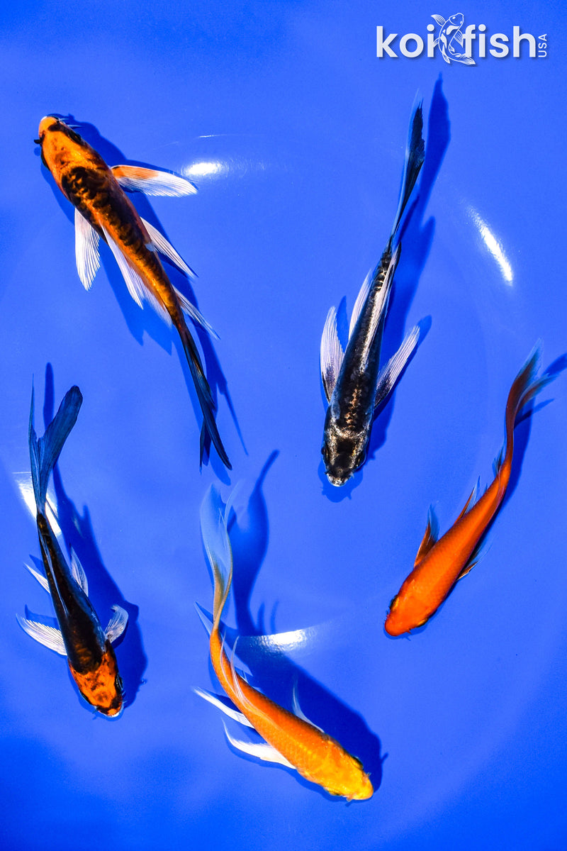 PACK OF (5) 4-5" BUTTERFLY KOI