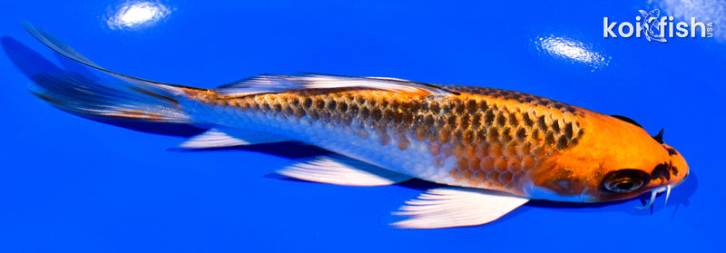 5.5" KUJAKU BUTTERFLY