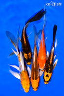 PACK OF (5) 5-6" BUTTERFLY KOI