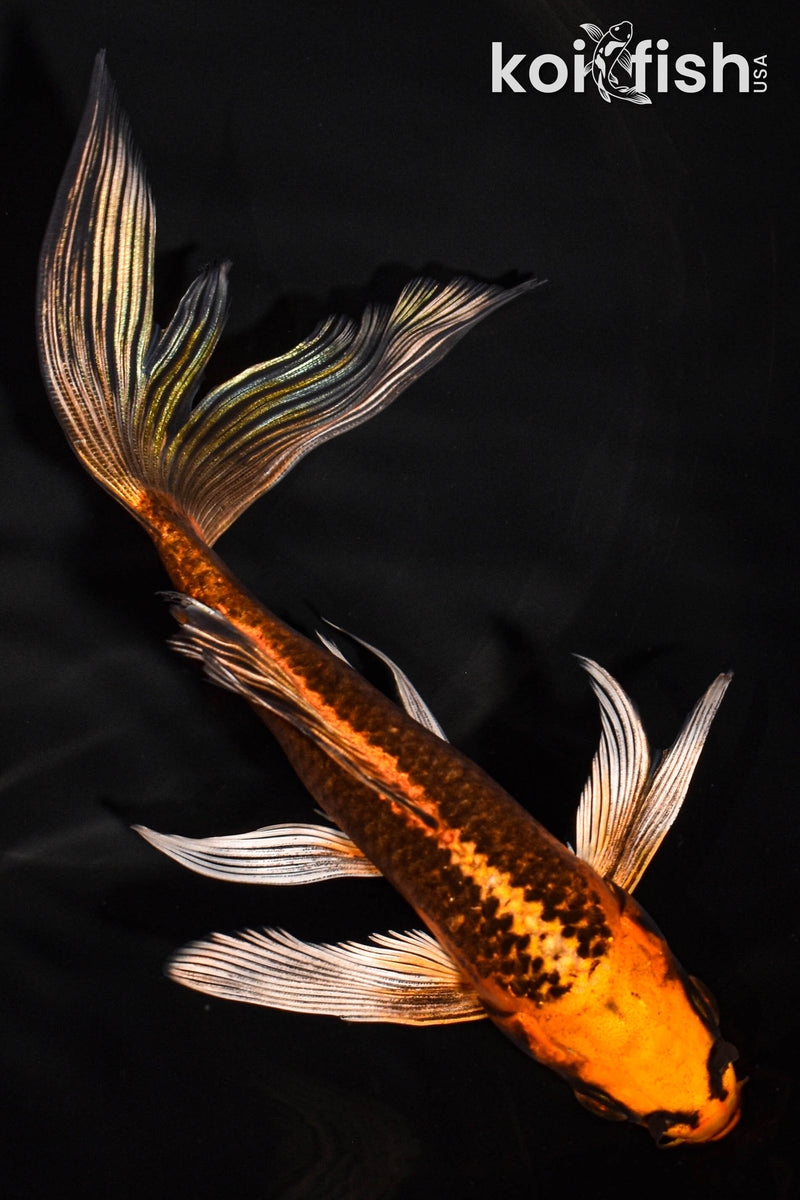 7.25" ORENJI MATSUBA BUTTERFLY