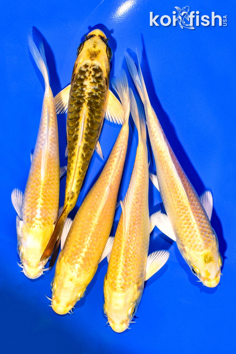 PACK OF (5) 4-5" STANDARD KOI