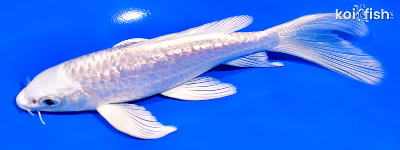 6.75" GINRIN PLATINUM OGON BUTTERFLY