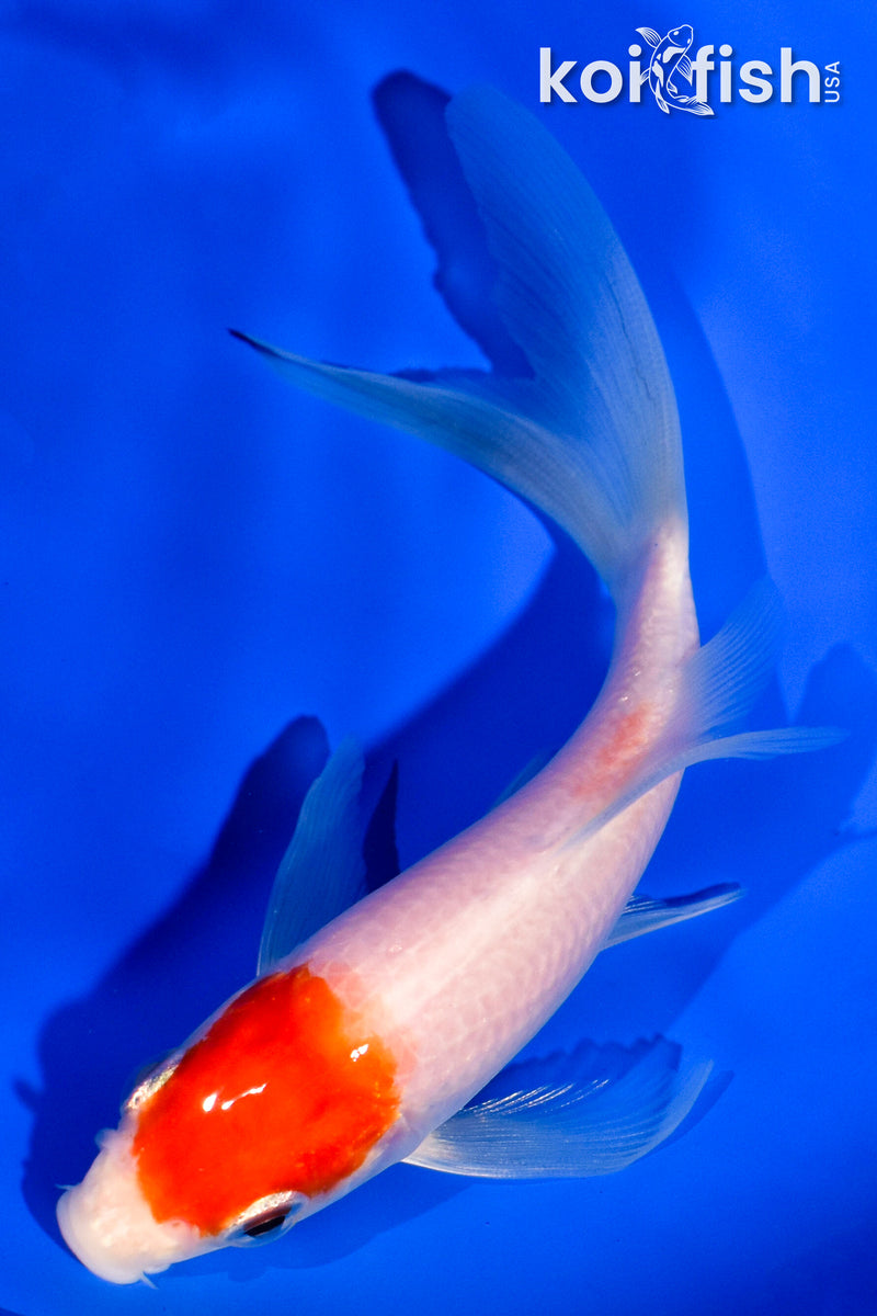 4.75" MARUTEN KOHAKU BUTTERFLY