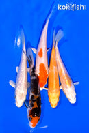 PACK OF (5) 3-4" MIXED STANDARD KOI
