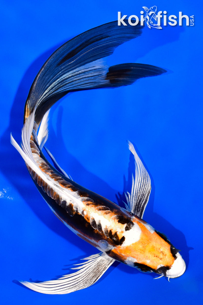7" KIN KIKOKURYU BUTTERFLY