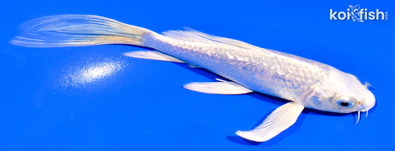 6" GINRIN PLATINUM OGON BUTTERFLY