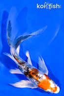 5.25" GINRIN YAMATO NISHIKI BUTTERFLY