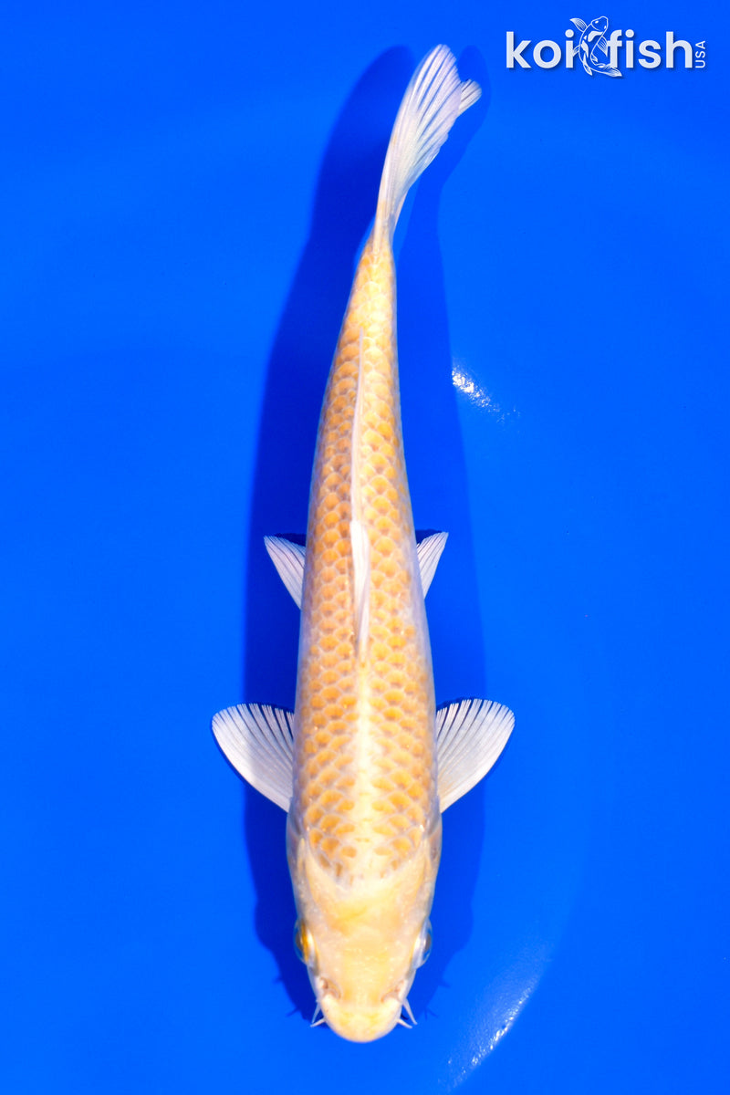 6.75" HARIWAKE