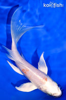 6" GINRIN HARIWAKE BUTTERFLY