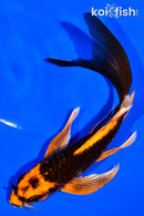 6.25" ARAGOKE ORENJI MATSUBA BUTTERFLY