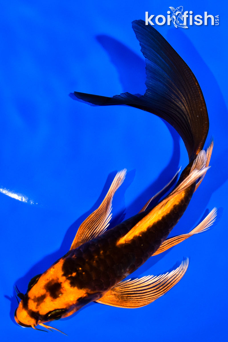 6.25" ARAGOKE ORENJI MATSUBA BUTTERFLY