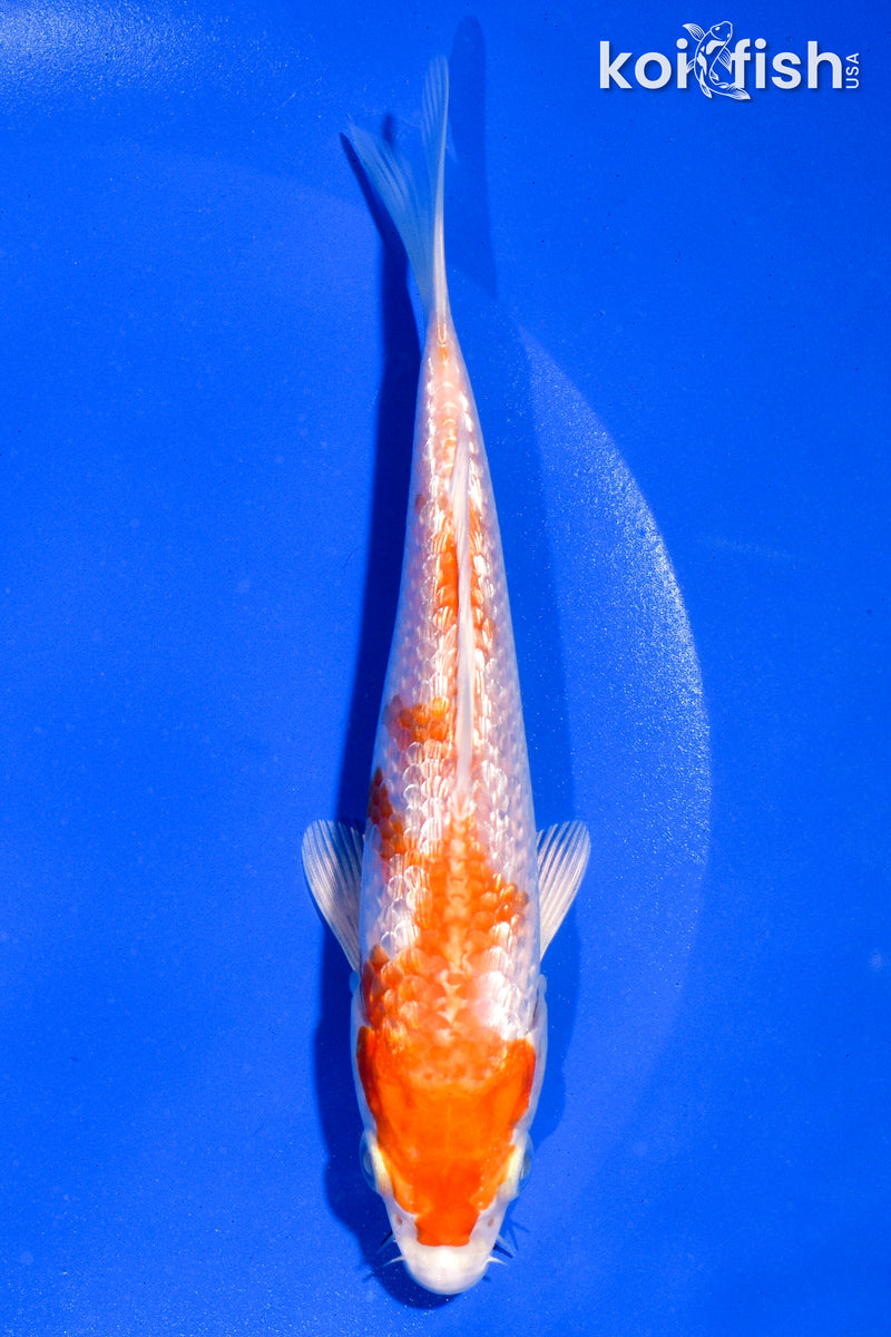 5" GINRIN HARIWAKE