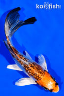 5.75" GINRIN KUJAKU BUTTERFLY