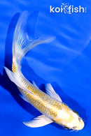 5.5" KUJAKU BUTTERFLY