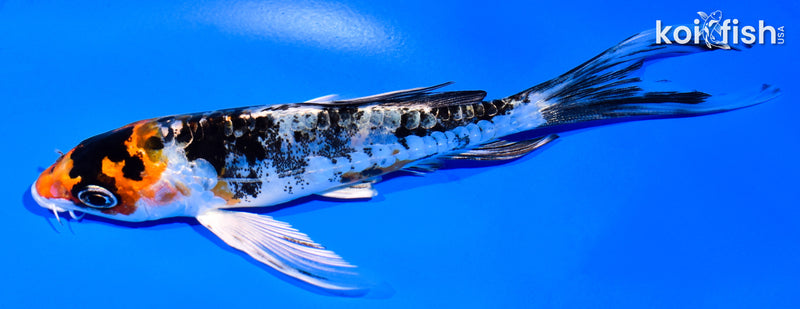 5.25" HEISEI NISHIKI BUTTERFLY