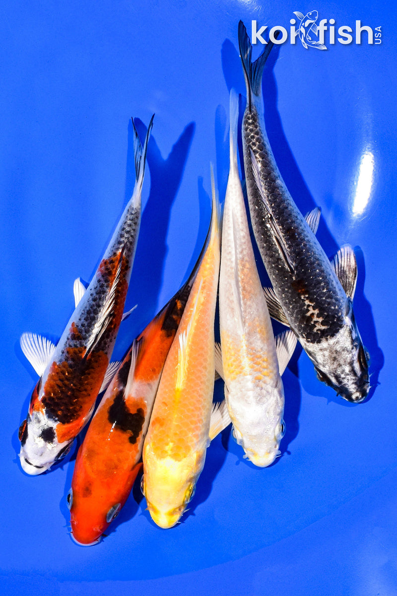 PACK OF (5) 4-5" STANDARD KOI