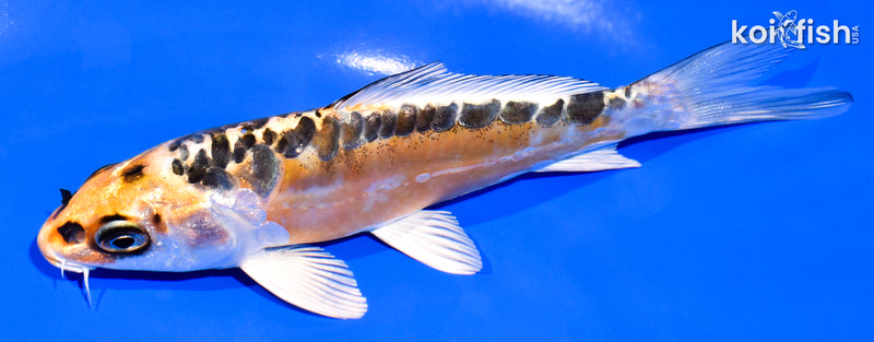 5.5" ARAGOKE BENI KIKOKURYU