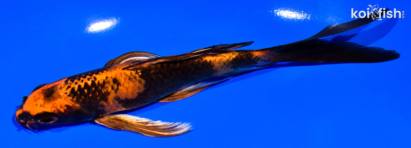 6" KIN HI UTSURI BUTTERFLY