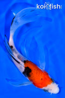 4.75" SANKE BUTTERFLY