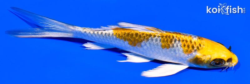 5.25" KUJAKU BUTTERFLY