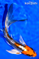 6.75" BENI KIKOKURYU BUTTERFLY