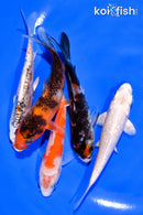 PACK OF (5) 3-4" STANDARD KOI