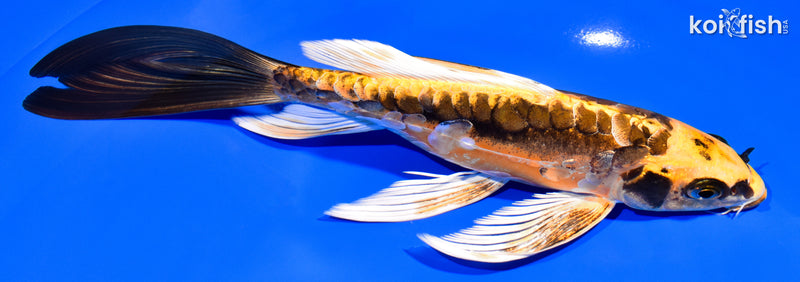 8.25" KIN KIKOKURYU BUTTERFLY