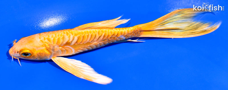 6.25" ARAGOKE YAMABUKI OGON BUTTERFLY