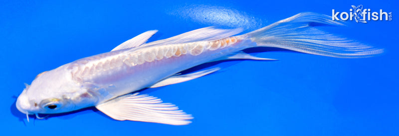 5.25" DOITSU PLATINUM OGON BUTTERFLY