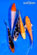 PACK OF (5) 3-4" MIXED STANDARD KOI