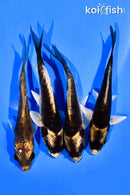 PACK OF (4) 4-5" KABUTO KOI