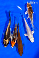 PACK OF (5) 3"- 4" STANDARD KOI