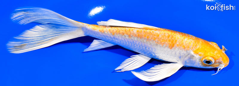7.25" HARIWAKE BUTTERFLY