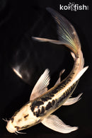 7" KIN KIKOKURYU BUTTERFLY