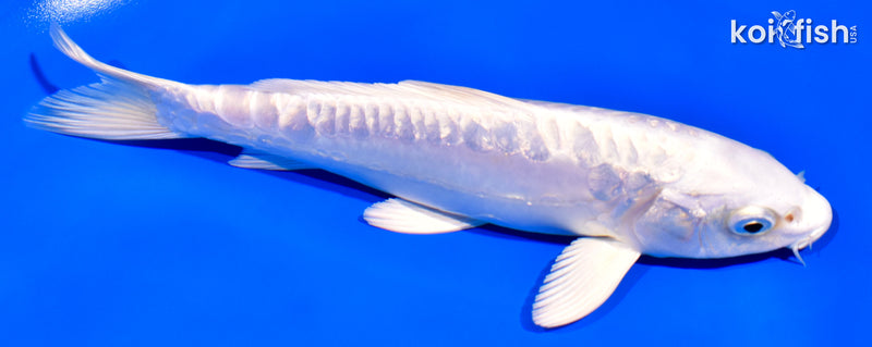 6.5" GINRIN ARAGOKE PLATINUM OGON