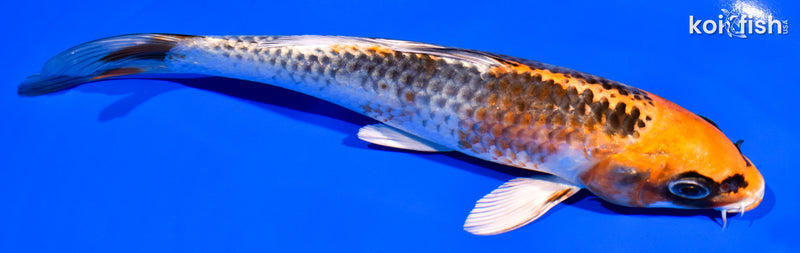 7.25" KUJAKU