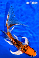 7.5" GINRIN KUJAKU BUTTERFLY