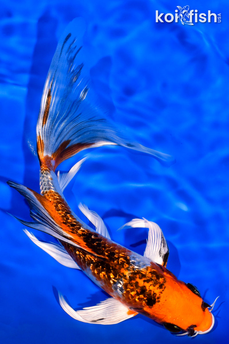 7.5" GINRIN KUJAKU BUTTERFLY