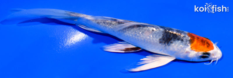 5.5" TANCHO YAMATO NISHIKI BUTTERFLY
