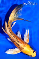 7" DOITSU ORENJI MATSUBA BUTTERFLY