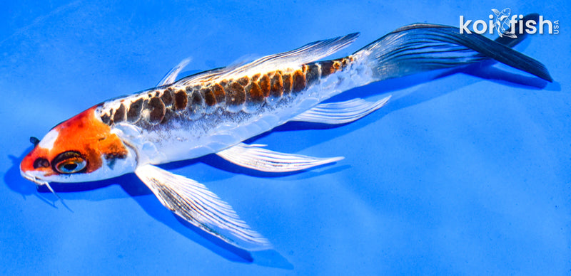 6" ARAGOKE BENI KIKOKURYU BUTTERFLY