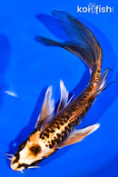 6.75" KIN KIKOKURYU BUTTERFLY