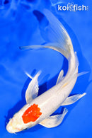 7.5" TANCHO HARIWAKE BUTTERFLY