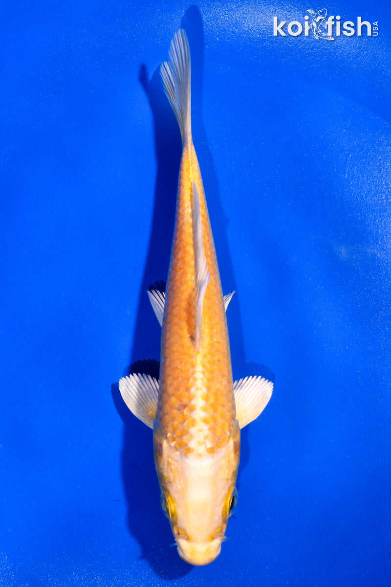5" YAMABUKI OGON
