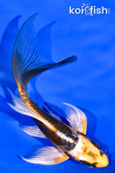 5" ARAGOKE BENI KIKOKURYU BUTTERFLY