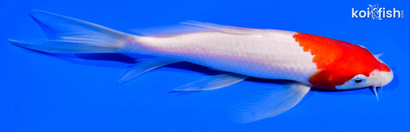 7.25" KOHAKU