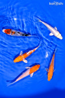 PACK OF (5) 3-4.5" STANDARD KOI